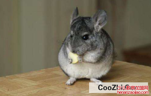 如何消灭家中老鼠