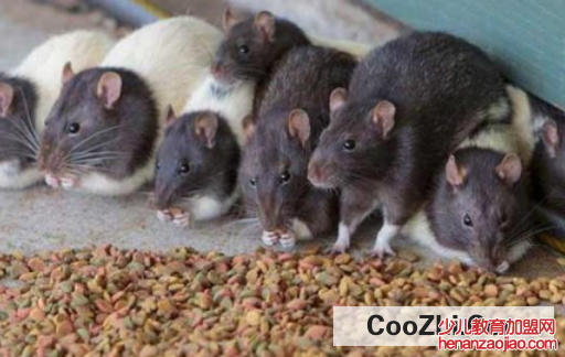 如何消灭家中老鼠