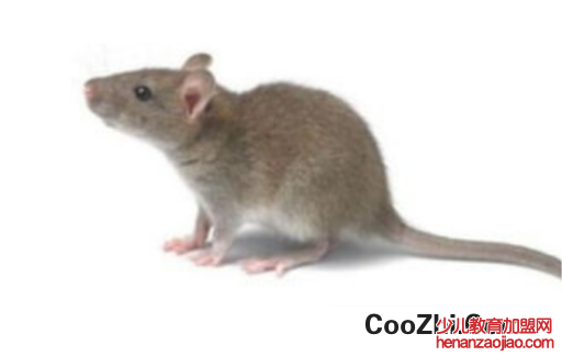如何消灭家中老鼠