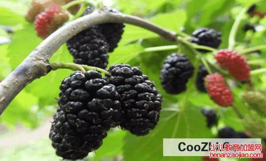 桑葚怎样清洗才可以生吃