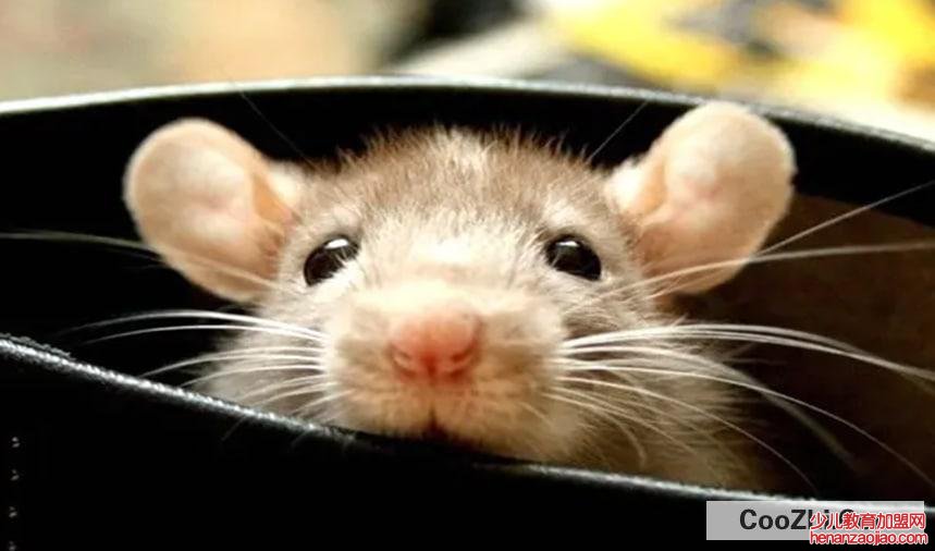 怎么驱赶老鼠有效