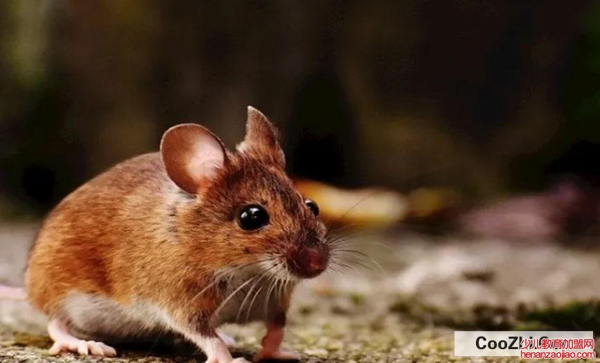 怎么驱赶老鼠有效