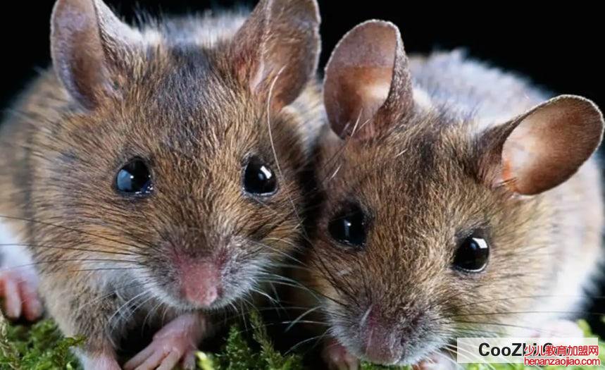 怎么驱赶老鼠有效