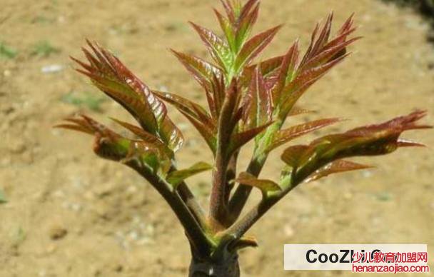 养殖椿树需要注意什么