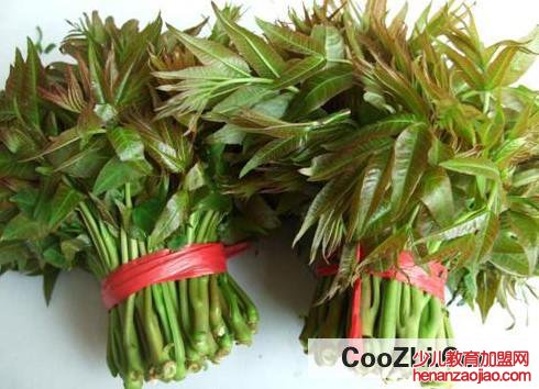 养殖椿树需要注意什么