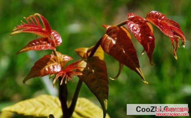 养殖椿树需要注意什么