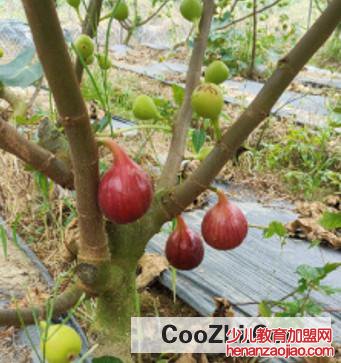 种无花果有哪些禁忌