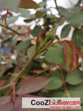 该怎样给月季花除虫