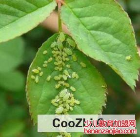 该怎样给月季花除虫