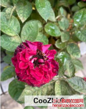 该怎样给月季花除虫