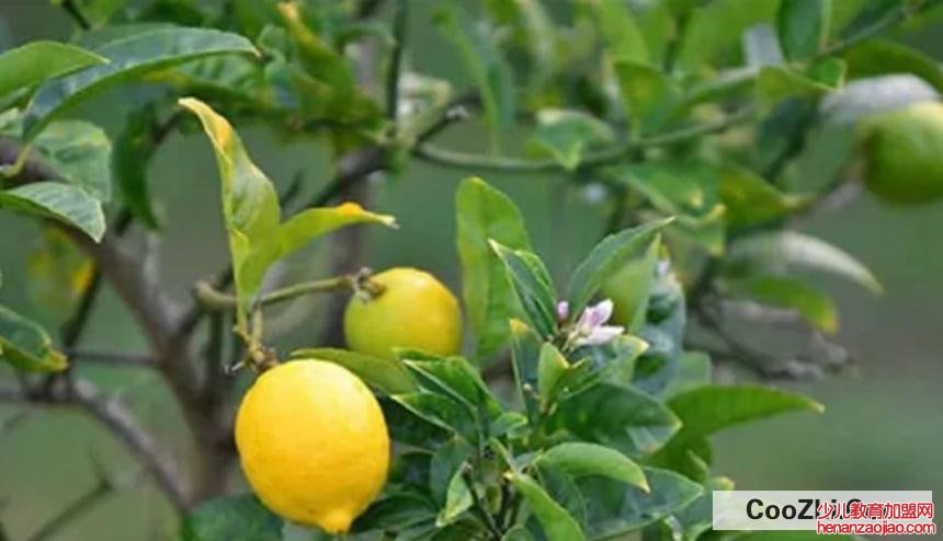 种植柠檬苗时要注意哪些事项