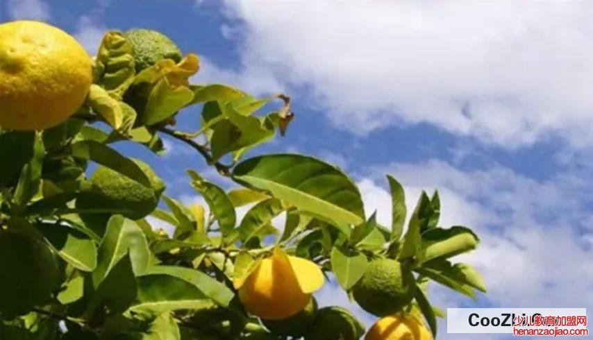 种植柠檬苗时要注意哪些事项