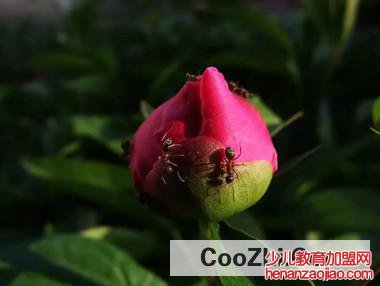 芍药花骨朵上出现蚂蚁怎么解决