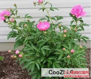 芍药花骨朵上出现蚂蚁怎么解决