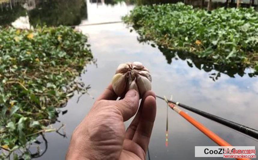 如何用大蒜钓鱼