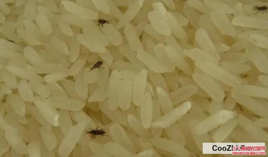 如何防止米面生虫