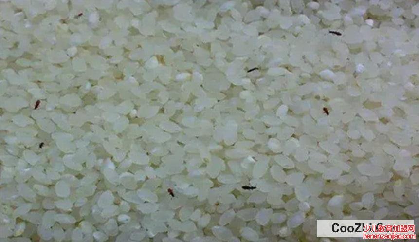 如何防止米面生虫