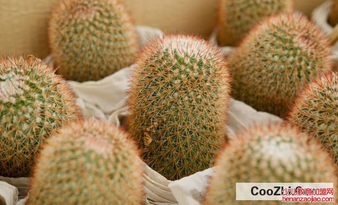 仙人球腐烂不处理可以自愈吗