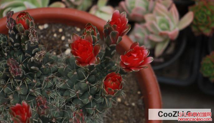 仙人球腐烂不处理可以自愈吗