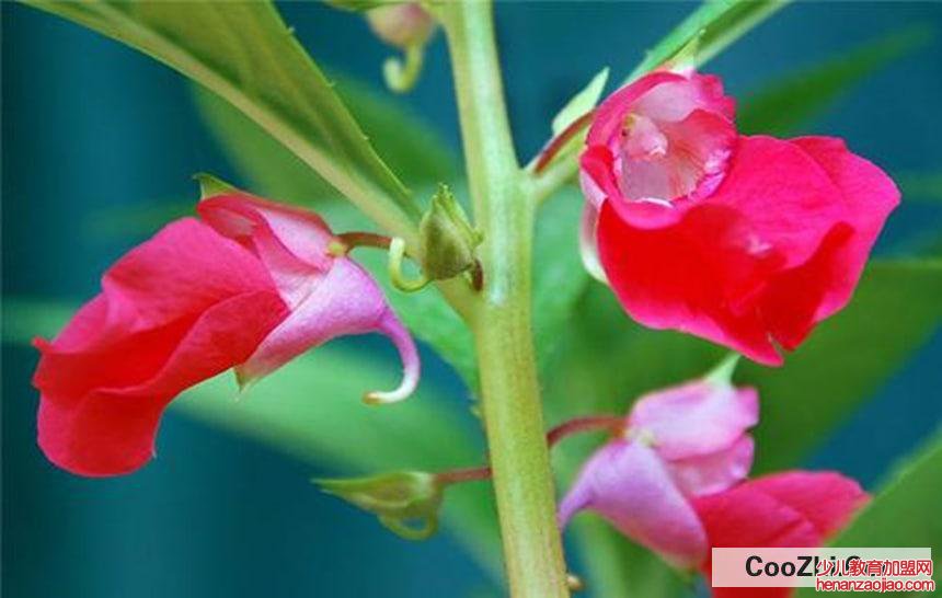 凤仙花即指甲花的作用与功效