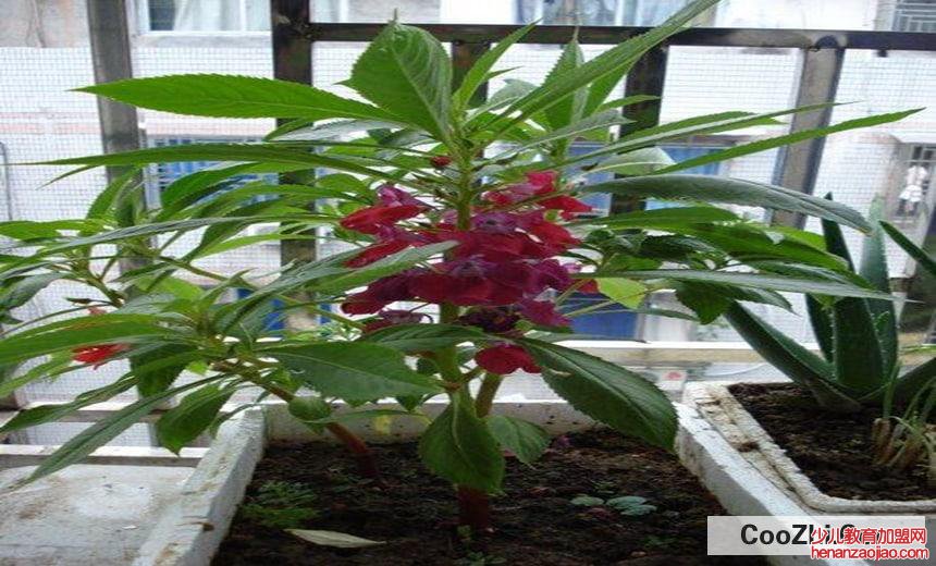 凤仙花即指甲花的作用与功效