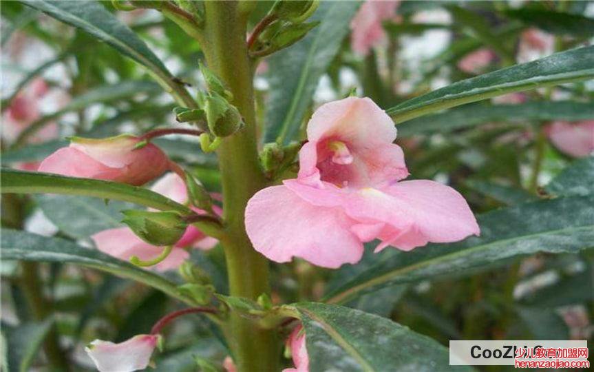 凤仙花即指甲花的作用与功效