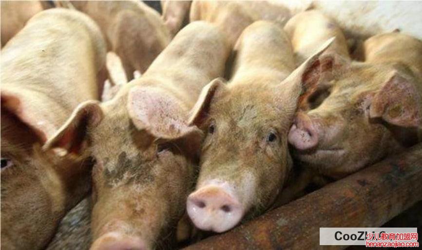 人吃了得非洲猪瘟的猪会怎样？