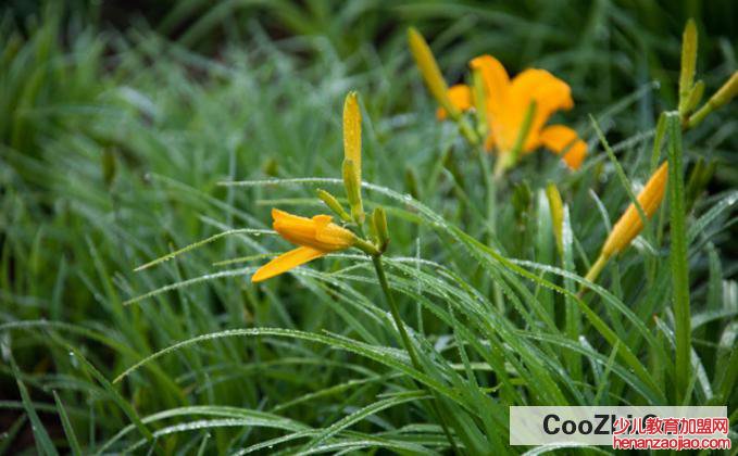 大花萱草的养殖方法和注意事项