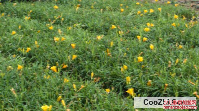 大花萱草的养殖方法和注意事项