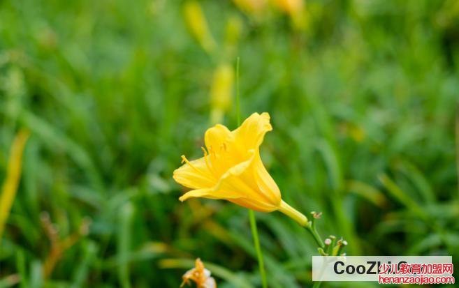 大花萱草的养殖方法和注意事项