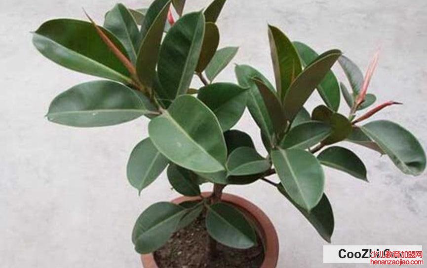 橡皮树怎么修剪更好看