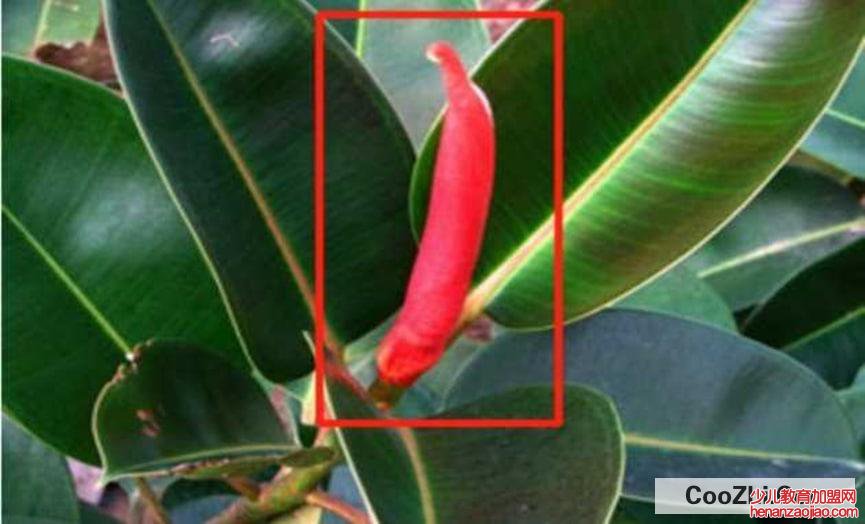 橡皮树怎么修剪更好看