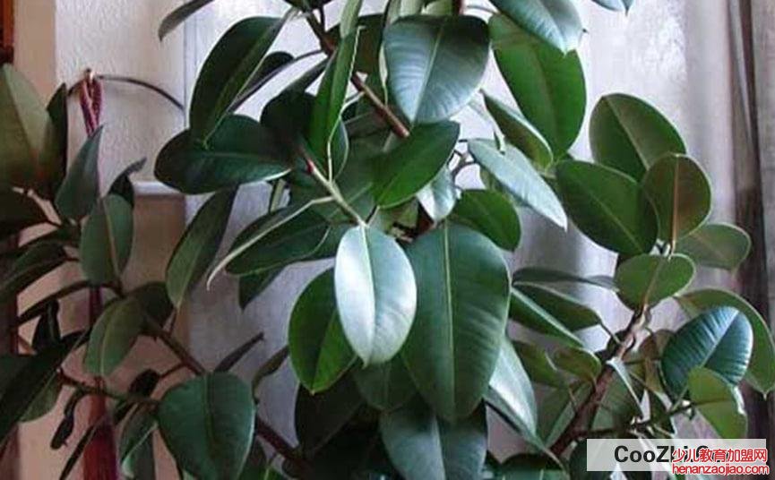 橡皮树怎么修剪更好看