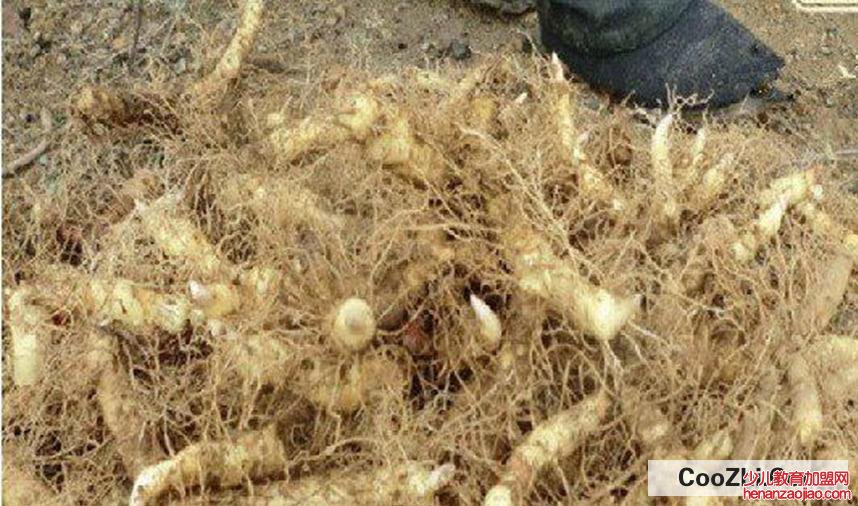 玉竹的功效与作用