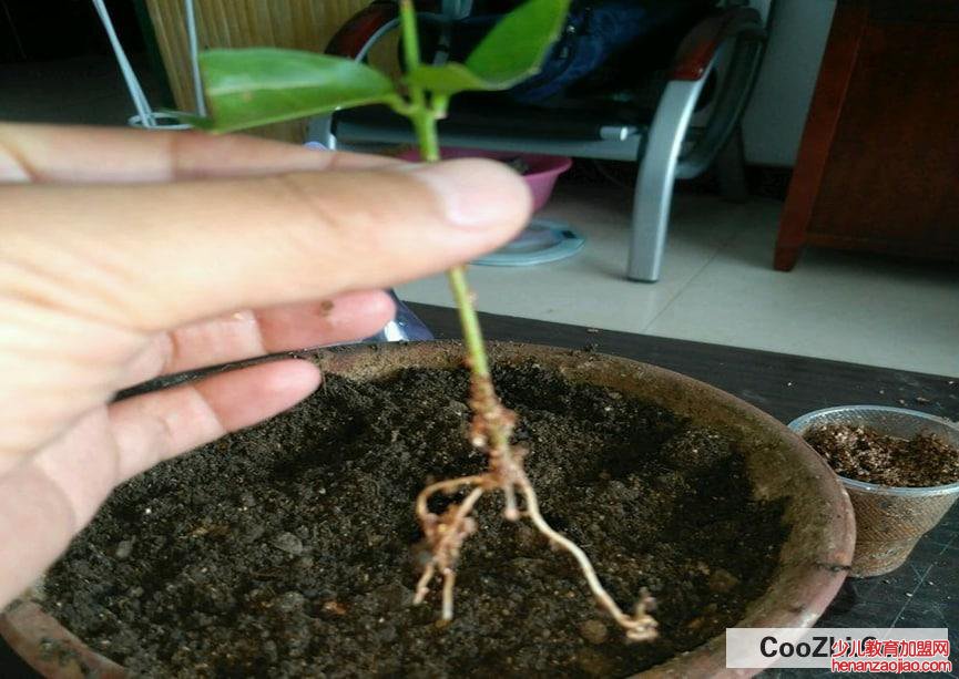 茉莉花扦插生根最快方法