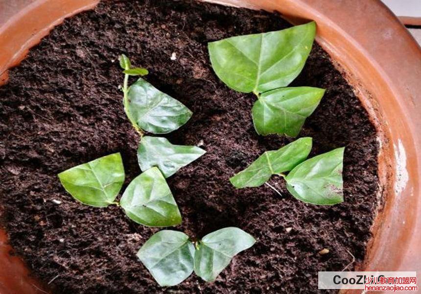 茉莉花扦插生根最快方法