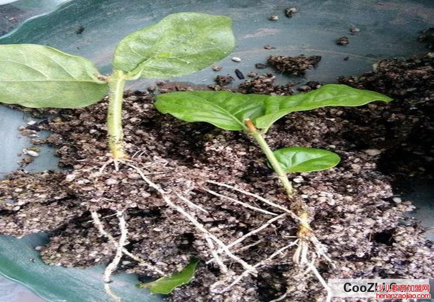 茉莉花扦插生根最快方法