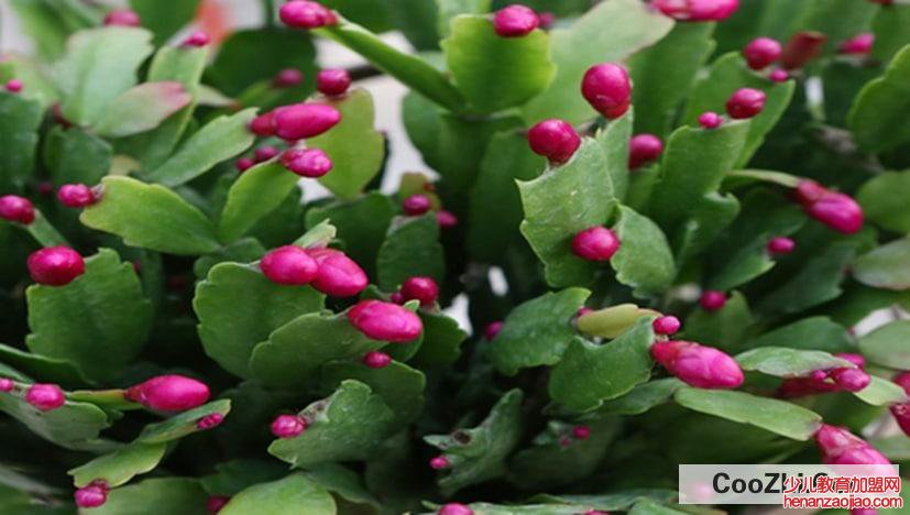 蟹爪莲怎样修剪