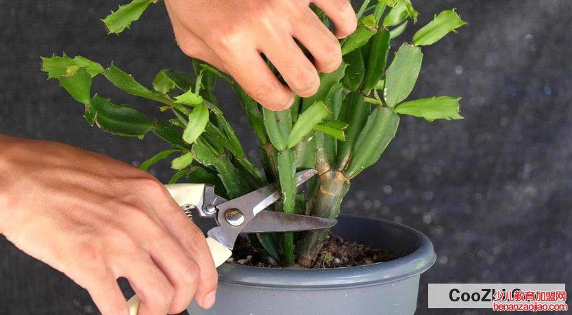 蟹爪莲怎样修剪