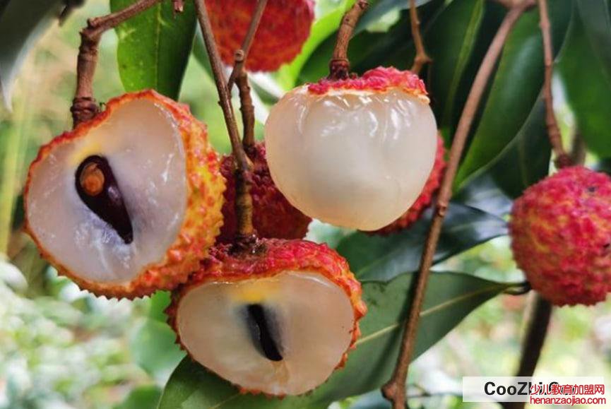 如何选取细核荔枝