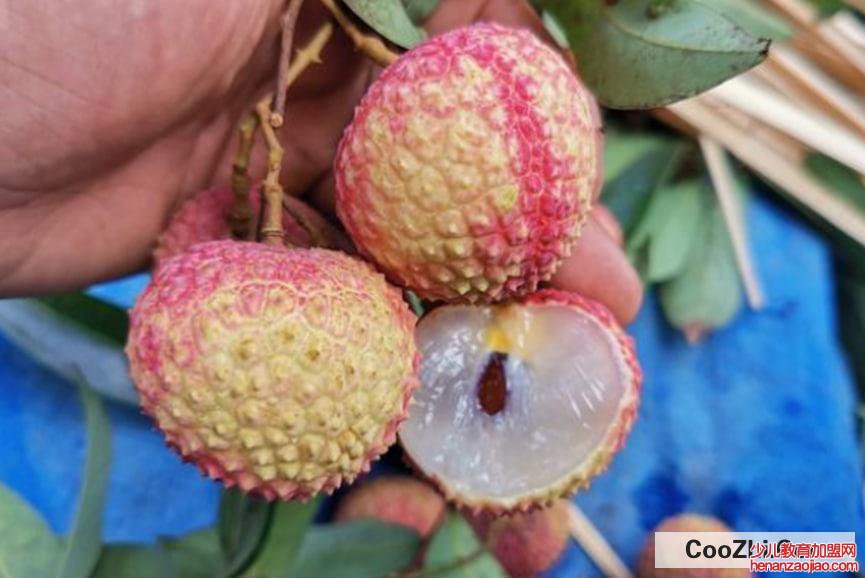 如何选取细核荔枝