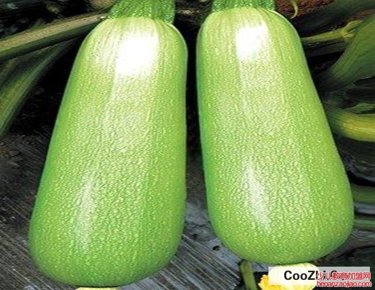 怎么判断西葫芦坏没坏