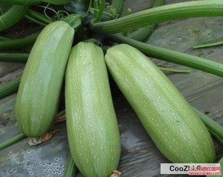 怎么判断西葫芦坏没坏