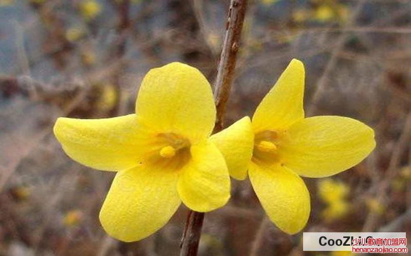 连翘花怎么处理才能喝