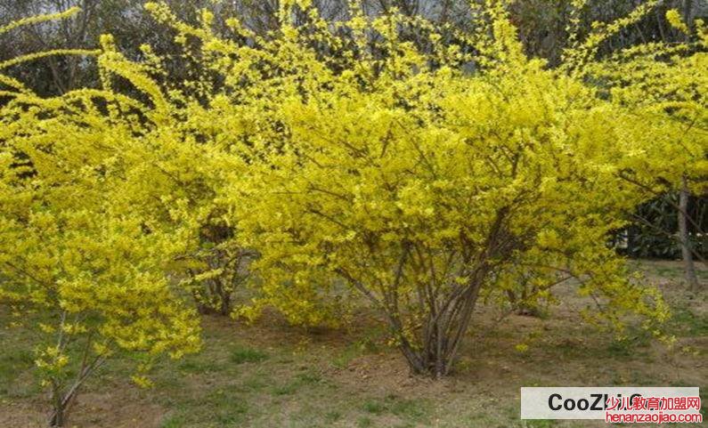 连翘花怎么处理才能喝