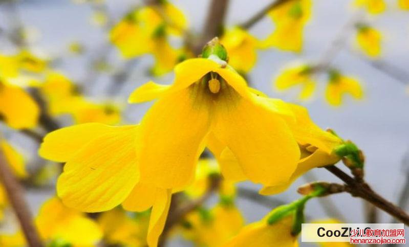 连翘花怎么处理才能喝