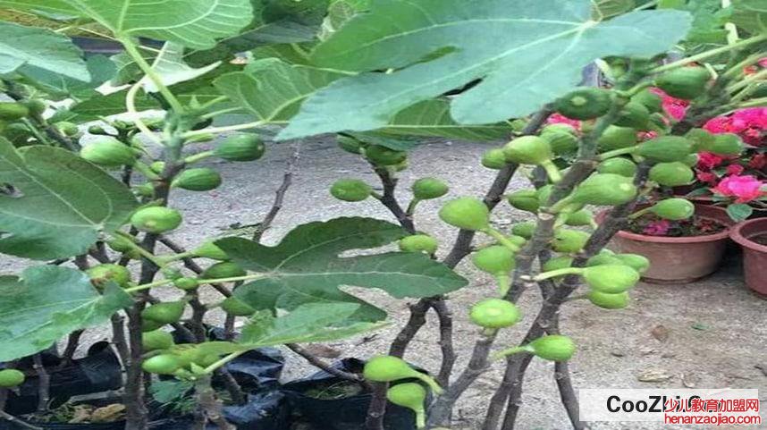 种无花果树的禁忌