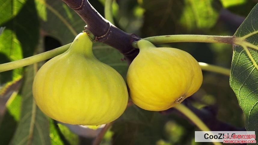 种无花果树的禁忌