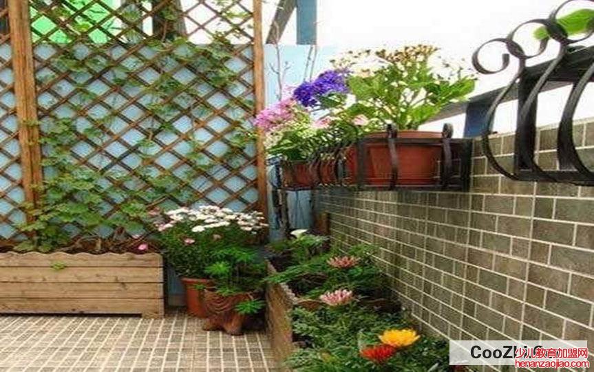 如何在小阳台种植盆栽