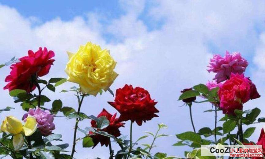 月季花除虫小妙招